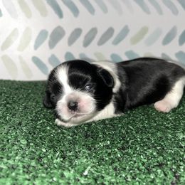 Shihpoo and Shih Tzu Puppies from STORM'S CAPONE  & DAKOTAKIA AKC QUALITY SHIH TZU'S