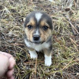 Chloe - Black and tan female American Corgi puppy in Tonasket, Washington from Highland corgis