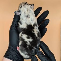 Jasmine3Boy1- BMM,NBT, blue eyes likely, CHIC-OFA-DNA-AKC Titled Parents - Blue merle male Australian Shepherd puppy in South Hill, Virginia from Silverside Aussies LLC