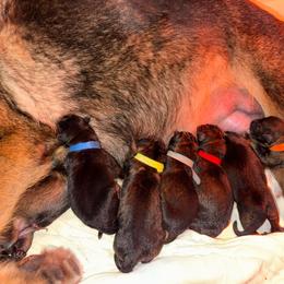 Gray Collar - Sable male German Shepherd puppy in Prospect, Connecticut from Di Massimo Canile