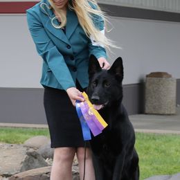 German Shepherd Puppies from Vom Cosabar