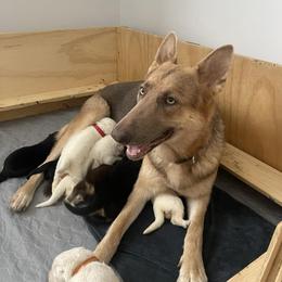 German Shepherds from Edmonds Germans LLC