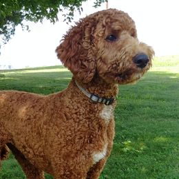 Zoey - Poodle