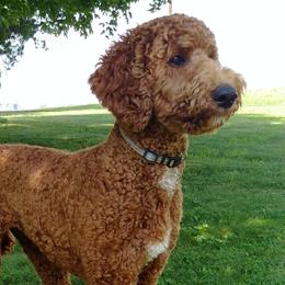 Zoey - Poodle