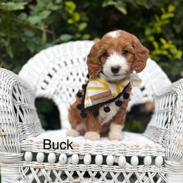 Black Male - Black male Goldendoodle puppy in Springville, Utah from JW Doodles