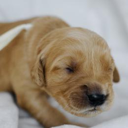 Manhattan - White Collar - Golden female Golden Retriever puppy in Stockton, California from Golden Weenie Club