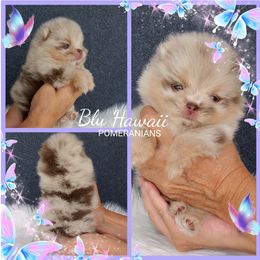Pomeranian Puppies from Blu Hawaii Pomeranians