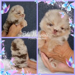 Pomeranian Puppies from Blu Hawaii Pomeranians