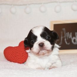 Shihpoo Puppies from 🧸 Teddies