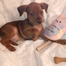 Only male - Stag red male Miniature Pinscher puppy in Cincinnati, Ohio from ALL AMERICAN K9 LLC