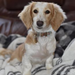 Girl 1 - female Dachshund puppy in Coweta, Oklahoma from Sunnyside Dachshunds