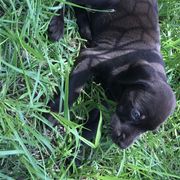 Pudelpointer Puppies from Bent Tree Pudelpointers