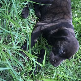 Pudelpointer Puppies from Bent Tree Pudelpointers
