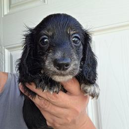 Monday - Black and cream male Dachshund puppy in El Paso, Texas from Mells Weenies