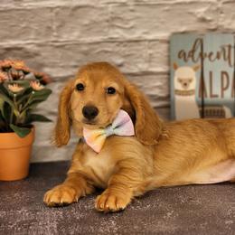 Dachshund Puppies from Madra's Dashing Doxies