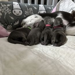 Dachshund Puppies from JB Doxies