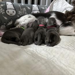 Dachshund Puppies from JB Doxies