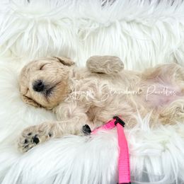 Poodle Puppies from Agape Standard Poodles