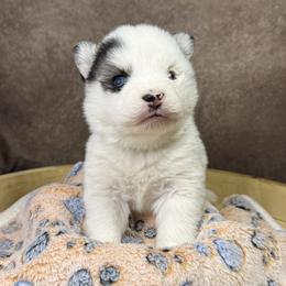 Girl 2 - White female Pomsky puppy in Amarillo, Texas from Pom Pom Pomskies