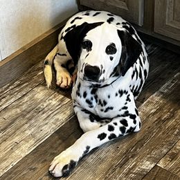 Grey, Boy 3, LUA - White and black Dalmatian puppy in Newfoundland, Pennsylvania from Poconopaws