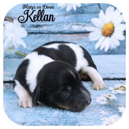 KELLAN - AKC Registered - Black and tan male Dachshund puppy in Graceville, Florida from Misty's 101 Doxies