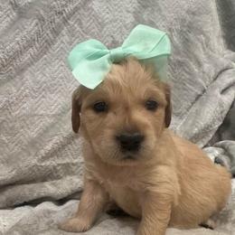 Vixen: Teal collar - Golden female Golden Retriever puppy in Monterey, Tennessee from Lawson’s Green Acres Goldens and Mini Dachshunds