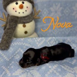 Nova - Black and tan female Dachshund puppy in Seguin, Texas from Good Neighbor Ranch Dachshunds