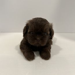 Shih Tzu Puppies from Moore Shih Tzus