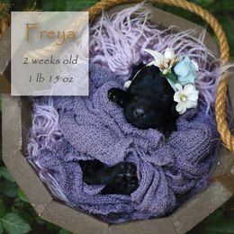 Poodle Puppies from Flourishing Fancies