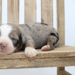 Smoke - Blue merle male Miniature Australian Shepherd puppy in Foxworth, Mississippi from Ten Mile Aussies