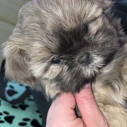 Sapphire - Shih Tzu