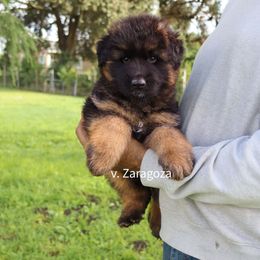 Boy 2 - Black and red male German Shepherd puppy in Stockton, California from Zaragoza German Shepherds