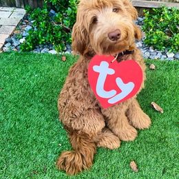 Goldendoodle Puppies from Izzy's Doodles