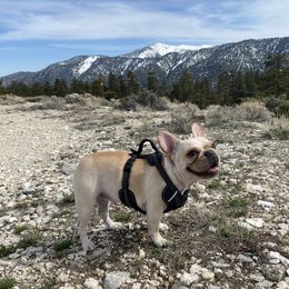 Benzie - French Bulldog