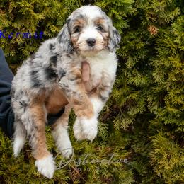 Kermit - Blue merle male Aussiedoodle puppy in Kennesaw, Georgia from Distinctive Doodle