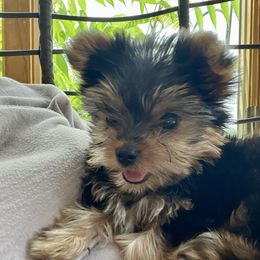 Jack Jack - Yorkshire Terrier