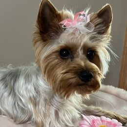 Yorkshire Terriers from Yorkie Glee