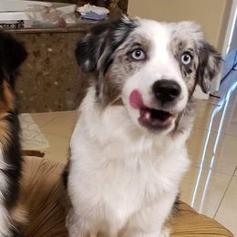 Australian Shepherds from Chief Aussies of Las Vegas