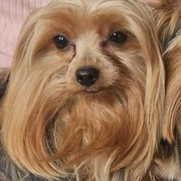 Yorkshire Terriers from Blakley's Beautiful Yorkies