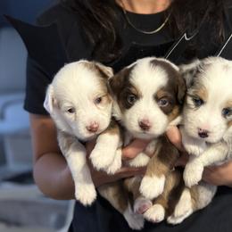 Miniature Australian Shepherd Puppies from All That Auss Mini Aussies