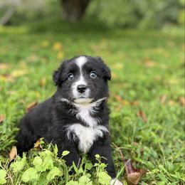 Virginia - Black tri female Miniature Australian Shepherd puppy in Stuart, Virginia from Apple Tree Mini Aussies