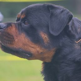 Rottweilers from House Of Vasquez Rottweilers