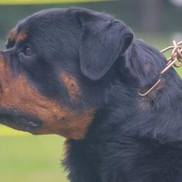 Rottweilers from House Of Vasquez Rottweilers