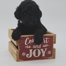 Comet - Black male Goldendoodle puppy in Westminster, South Carolina from Goldendoodlepuppiessc
