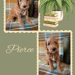 Pierce - Apricot male Goldendoodle puppy in Coarsegold, California from Hobbit Hollow Acres