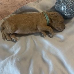 Goldendoodle Puppies from Puppy Paws