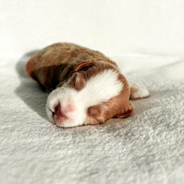 Goldendoodle and Maltipoo Puppies from Pnwfamilydoodles