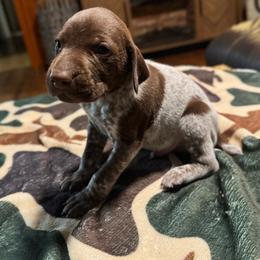 Aspen - Liver and white male German Shorthaired Pointer puppy in Georgia from CMC Farms