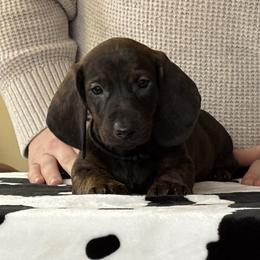 Black Collar Boy - Brindle male Dachshund puppy in Baltimore, Maryland from Passport Dachshunds