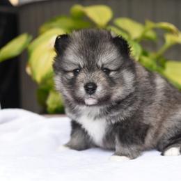 Kiva - Wolf sable female Pomsky puppy in Coos Bay, Oregon from Ocean View Pomskies